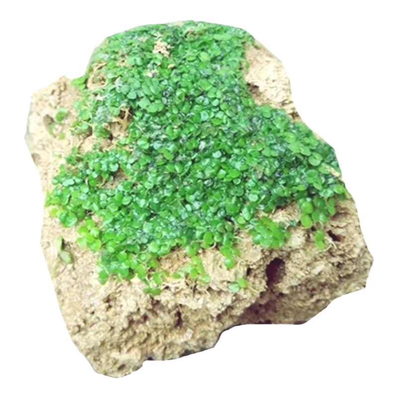 假山植物附石草吸水石上