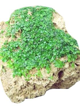 假山植物附石草吸水石上