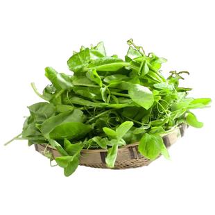 四川嫩豌豆尖农家自种当季新鲜蔬菜火锅食材豌豆苗露天龙须菜现摘