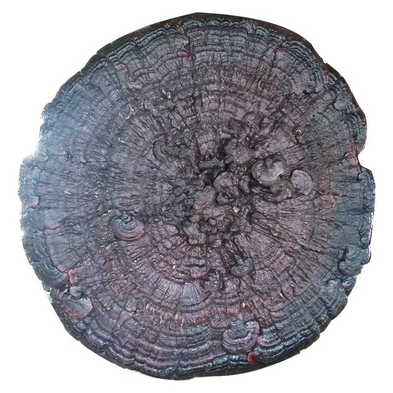 半野生灵芝特大灵芝整枝80CM