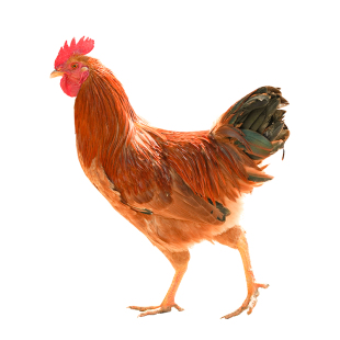 杨博士童子鸡安徽深山散养小公鸡现杀鸡肉新鲜鸡整只土鸡