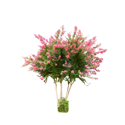 小叶紫薇花树苗耐寒别墅庭院花树