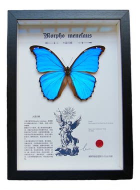 大蓝闪蝶标本相框展翅蝴蝶标本