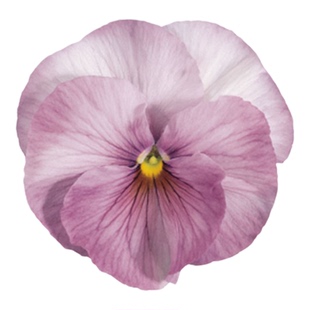 进口三色堇种子想象力/淡粉紫色Inspire中大花猫脸花盆栽春秋播