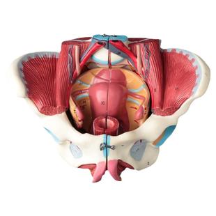 女性人体骨盆附生殖器官血管神经肌肉解剖分娩演示教学盆底肌模型
