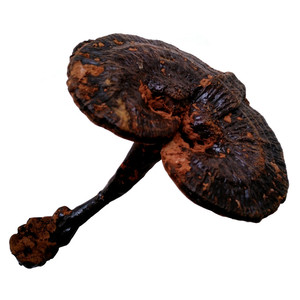 紫灵芝255g西藏野外生天然整枝紫芝非野蘑菇苦芝部分地区可发顺丰