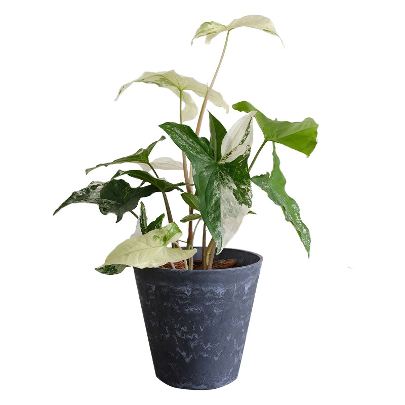 白锦合果芋观叶绿植花卉盆栽