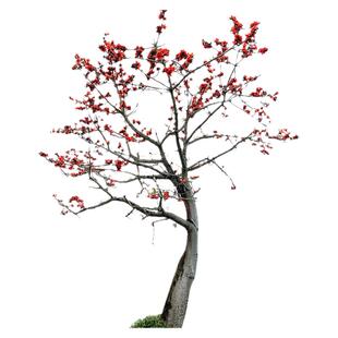 木棉花树苗别墅庭院风景树苗门前大树户外绿化树木耐寒耐热观赏树