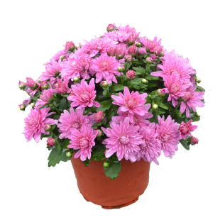 菊花千头菊玛格丽特带花秋菊球菊木茼蒿带花带盆栽好 旺峰源农场