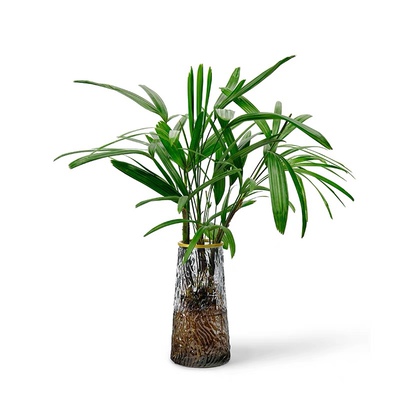 水培植物棕竹盆栽室内好养耐阴竹子四季富贵竹绿植花卉水养观音竹