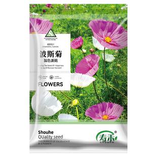 波斯菊花种子格桑花种籽子盆栽套餐春季种的蛋挞庭院野花组合