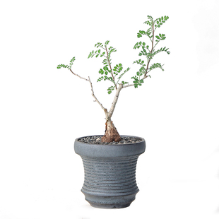 【朴原】橡木漆树Pachycormus discolor珍奇块根盆景绿植园艺多肉