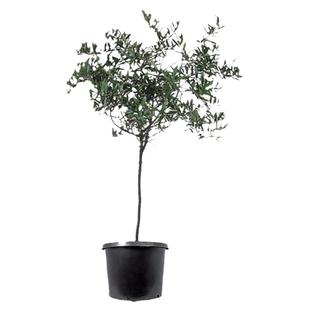 华欧油橄榄树盆栽高级灰大型绿植皮削利花园庭院阳台西班牙老树干