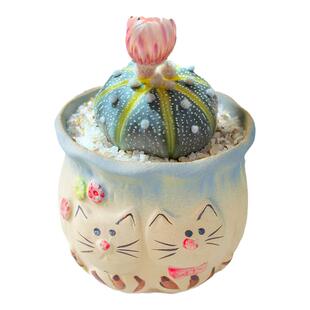 星兜实生仙人球名贵多肉植物开花黄金兜办公桌幼儿园小盆栽防辐射