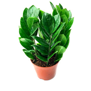 金钱树小盆栽钱串子招财树室内桌面客厅办公植物开业入伙送礼花卉