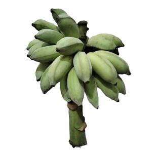 整串禁止蕉绿带杆水培香蕉绿植办公室工位绿植好运常伴普快包邮