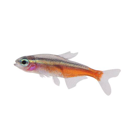 宝莲灯鱼淡水草缸热带鱼水族小型观赏鱼群游宠物新日光红莲灯科鱼