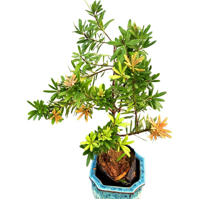 紫芽紫红色罗汉松迎客松阳台庭院