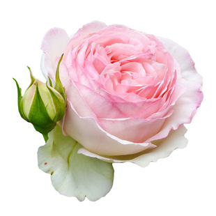 虹越月季粉龙安吉拉金丝雀弗洛伦蒂娜果汁阳台瑞典女王真宙中小苗