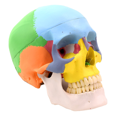 enovo颐诺医学人体头骨模型