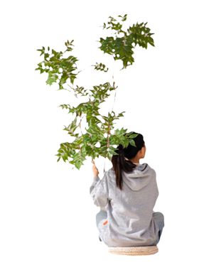 掬涵漆木黄天竺客厅茶室仿真花