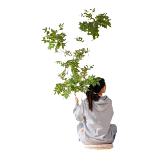 仿真绿植漆木黄天竺仿真花插花摆设禅意客厅茶室插瓶盆栽民宿装饰