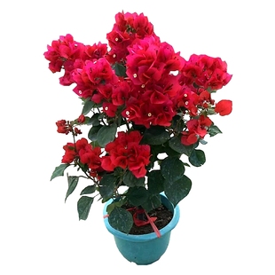 三角梅树苗带花老桩耐寒爬藤植物重瓣四季开花盆栽庭院观花卉阳台