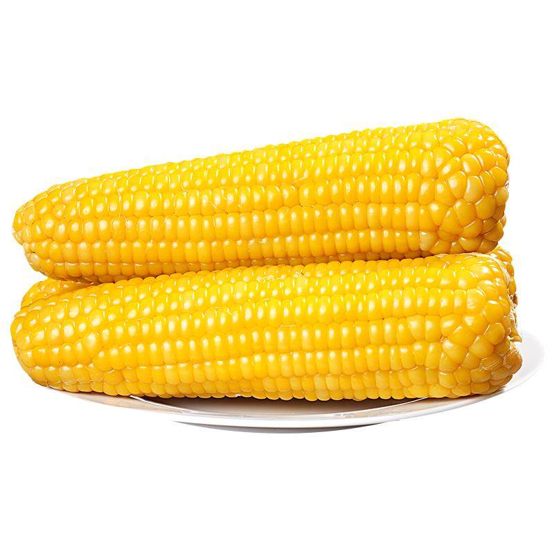 东北黄糯玉米10棒即食玉米新鲜真空装软糯香甜粘玉米粗粮代餐包邮