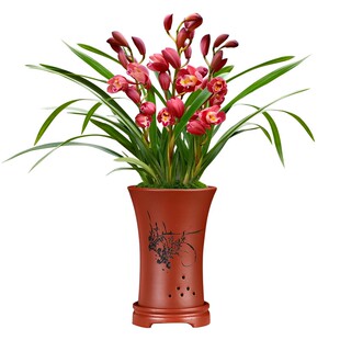 春节年宵花有香味的兰花苗 红西施 冬带花苞出售墨兰好养室内花卉