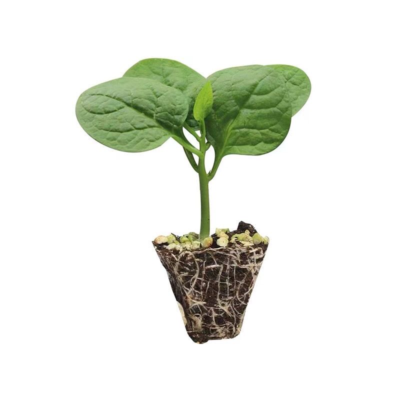 木耳菜苗子木耳菜秧苗四季蔬菜苗