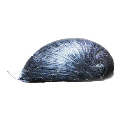 黑金刚螺观赏螺除藻工具螺