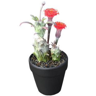 植物员外 普西利菊 开花漂亮菊科无刺仙人柱仙人球多肉植物盆栽