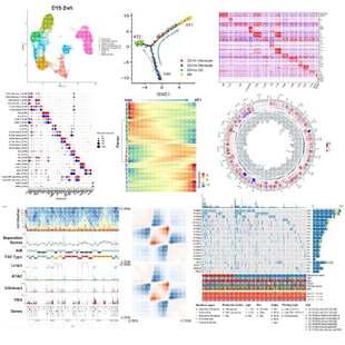 RNA测序数据分析 NGS数据个性 DNA 单细胞 生信分析 化定制分析