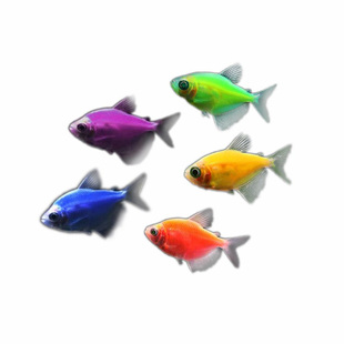 天使鱼七彩鱼柠檬青苹果柠檬绿老虎灯科鱼孔雀斑马小型热带观赏鱼