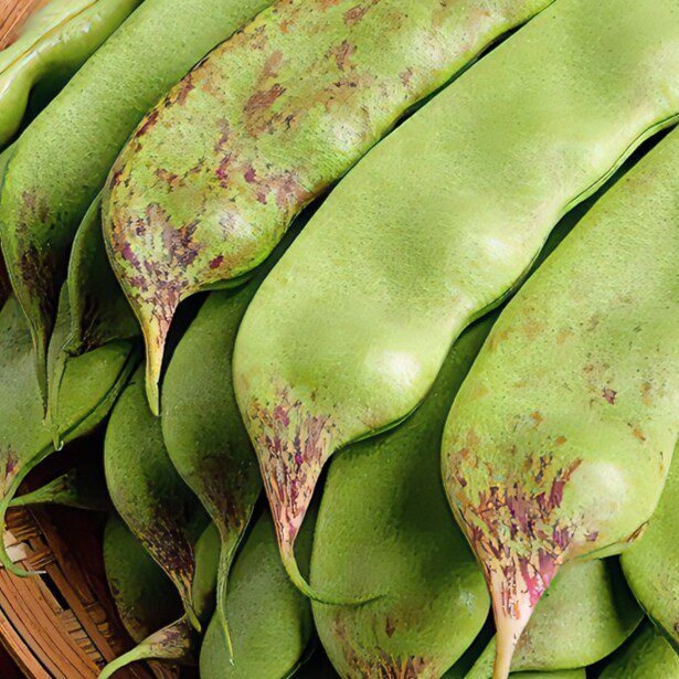 东北油豆角现摘新鲜蔬菜正宗一点红油豆角整箱包邮净重5斤