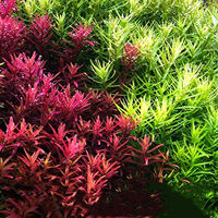 The Red Palace in Singapore, the Blood Red Palace in Denmark, the Red Palace on the ground, the self-cultivated underwater leaves, the background view, the water plants, and the Green Palace thumbnail 8