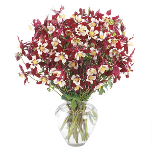 进口耧斗菜种子四季多年生草本春播易种室内阳台盆栽花卉春季花籽