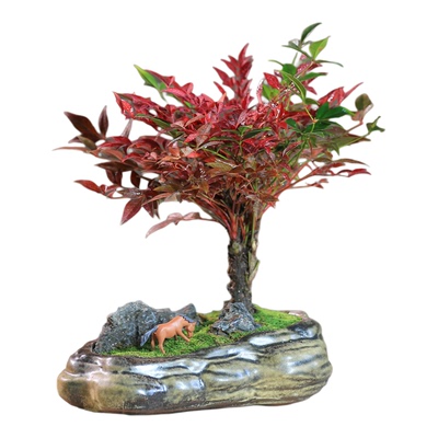 南天竹盆栽阳台红叶植物绿植