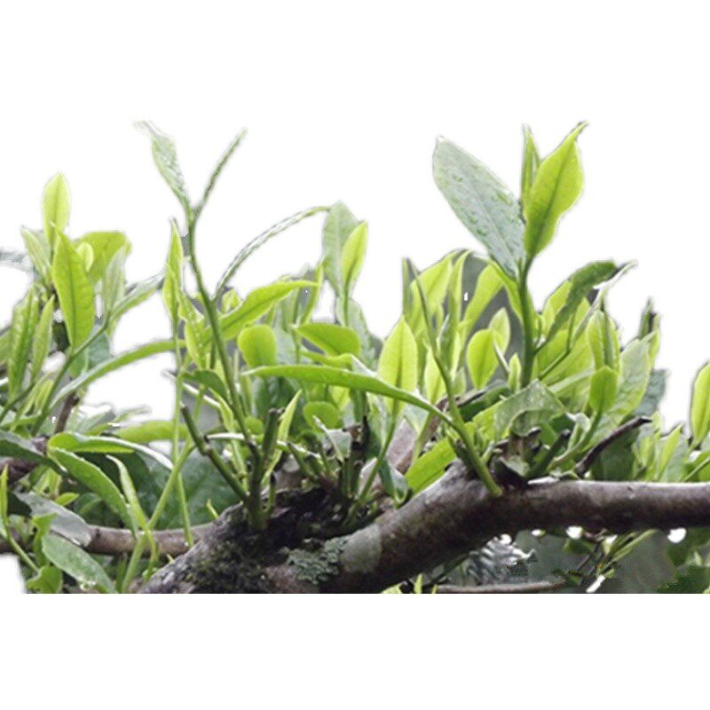 那卡古树散茶叶贡茶班章普洱生茶