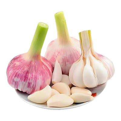 2025年新鲜现挖紫皮大蒜头