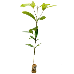 肉桂树苗 正宗广西桂皮苗名贵药材食用调味大料小苗带叶带泥发货