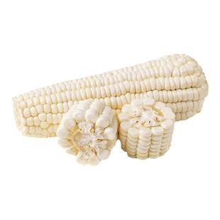 加甜糯玉米种子早熟特大棒甜加糯软糯香甜包谷粘玉米种子籽珍真糯