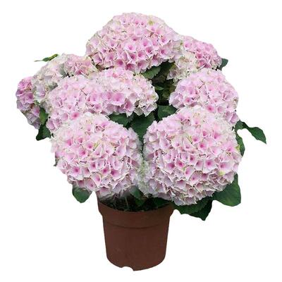 绣球花苗带花庭院阳台四季