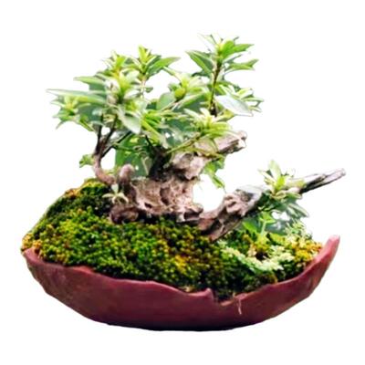 映山红盆栽蜡皮杜鹃老桩造型好养