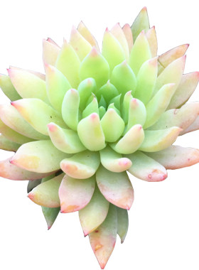 一物一拍多肉植物易养护蓝色天使