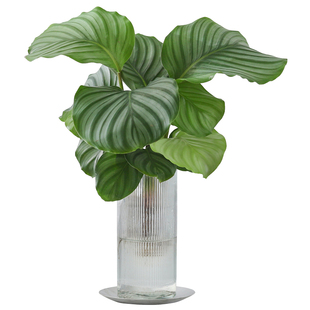 水培植物青苹果竹芋绿植盆栽四季常青室内办公桌好养喜阴净化空气