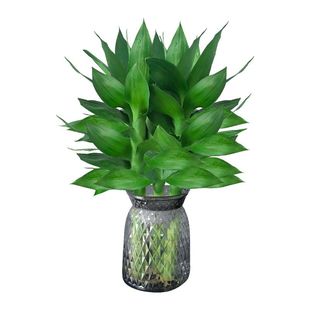 观音竹富贵竹水培植物带根花卉绿植绿萝室内盆栽转运竹子水养好养