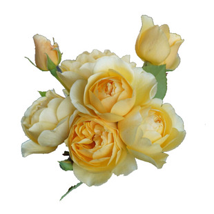 海蒂的花园格拉汉姆托马斯爬藤欧月花量大做花墙庭院花卉植物盆栽