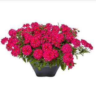 美女樱花种子细叶草五色梅多年生宿根花卉阳台盆栽四季易种花种籽