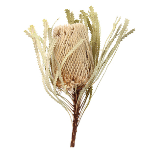 班克木干花橙色南非进口北欧天然复古森系文艺干燥花佛塔摄影道具